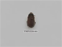 藏品(黑金龜屬)的圖片